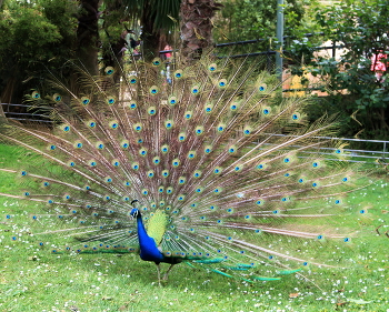 Красавец / ***