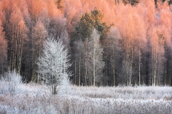 &nbsp; / Первый снег... 
РБ, Верхнедвинский район, ноябрь 2025г.