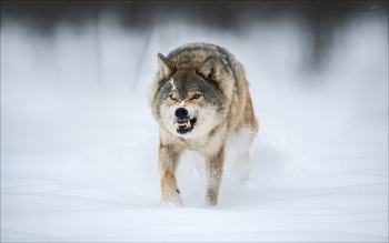 ЗВЕРЬ / Европейский (серый ) волк.
Беларусь, Витебская область, февраль 2025г.

Даты поездок в &quot;Красный Бор&quot; на 2026г. на сайте.
Есть по одному свободному месту на даты: 17-24 января и 31 января-7 февраля 2026г.
Всем удачных кадров!

https://phototravel.pro/phototravel2026/