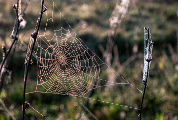 Паутина. / В лугах.