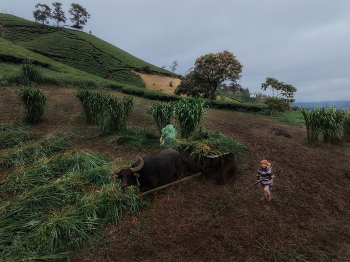 Сельскохозяйственные работы, или Фото о наблюдателях, которые наблюдали, как за ними наблюдают / Вьетнам. Провинция Май Чау. 04 ноября 2025