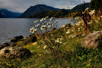 Осенние цветы. / *Телецкое озеро.**