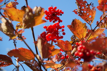 Калина ... / ***