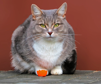 Моя соседка по подъезду / ***