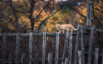 Осенний променад / Классика жанра - старый забор и взгромоздившийся на него кот.