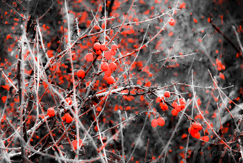 Зимняя фантазия / Яблоки