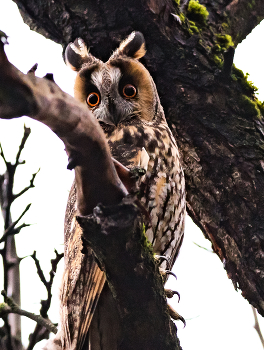 Глаза и когти. / Ушастая сова