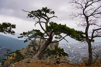 У Ставри-Кая / Крым, Ай-Петри. Ноябрь