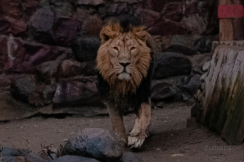 взгляд / лев в московском зоопарке