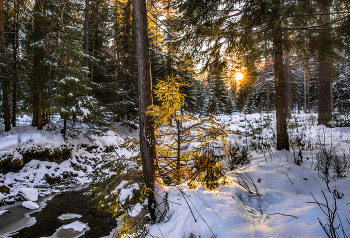 Вечерний свет / Уральская природа