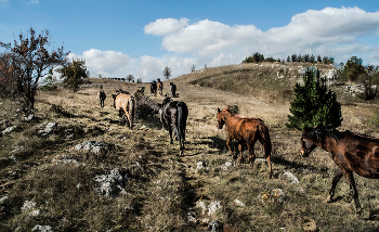 Природа высокогорья / Крым