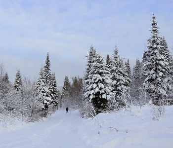Первый день зимы / Прогулка в заснеженном царстве, тишина и безмолвие,
только следы лесных обитателей на дороге.
Зимний наряд тайги очаровал.
