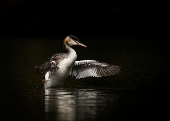 Пернатый / ***