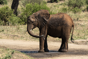 Слонёнок обливается / ***