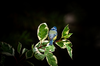 Синичка / ***