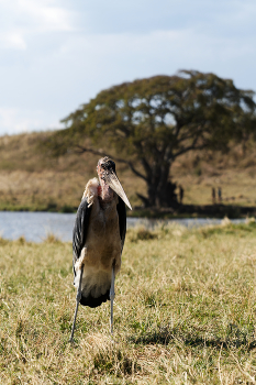 Марабу / Одна из крупнейщих пернатых хишников в африке.