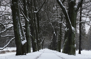 Первый снег / Дубовая аллея