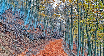 &nbsp; / Matagalls (Montseny) - Fageda de l'Obaga - Vallès Oriental