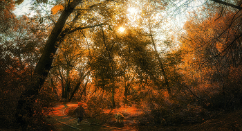 Красная шапочка. / Парк природного заказника реки Сетунь.