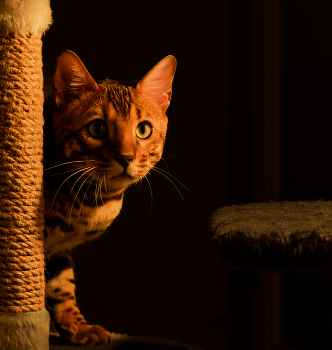 Котейка. / ***