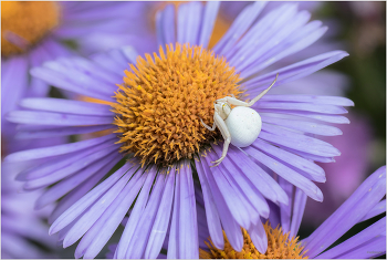 &nbsp; / Мизумена косолапая, или Цветочный паук (Misumena vatia)