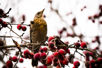 Дрозд-рябинник / Дрозд-рябинник