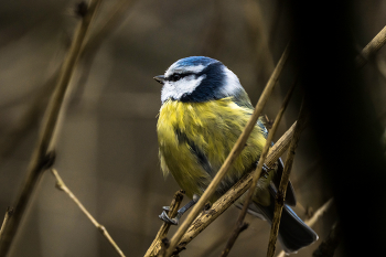 Лазоревка / Лазоревка