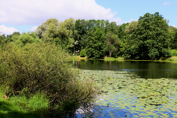 Нижний Кузьминский пруд / Нижний Кузьминский пруд в Кузьминском парке в Москве. Июнь 2024.