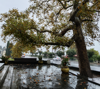 Осень.Дождь. / ***