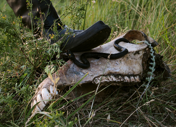 И принял он смерть от коня своего.. / ***