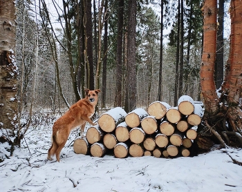 &nbsp; / &quot;Откуда дровишки?&quot; ))