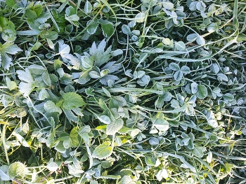 Последний шанс Лета / ***