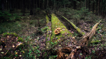 Лесная зарисовка / Панорама