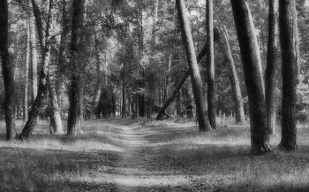 Полдень в городском бору / Сосновый бор, Серпухов сентябрь 2018 год.