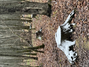 Первые заморозки / ***