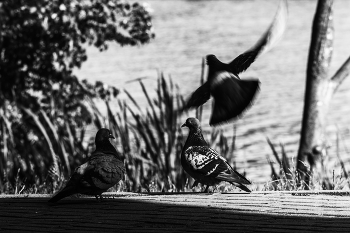 Третий лишний. / ***