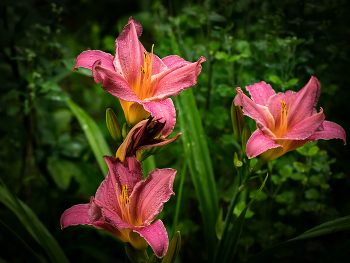 Лилейник в саду / ***