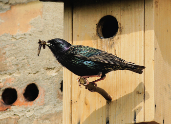 &nbsp; / Star (Sturnus vulgaris)