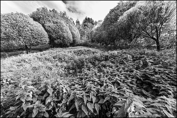 Крапивные волны / ***