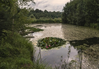 Утро на старом пруду / утро, старый пруд, Подмосковье