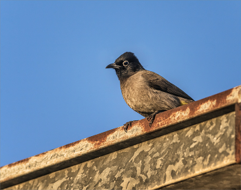 Желтогузый бюль-бюль / Израильский &quot;соловей&quot;,однако живет в Израиле повсеместно и в городах тоже.