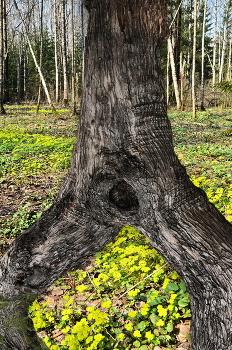 Невеста Лешего / ***