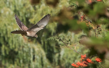 Пустельга охотится. / ***
