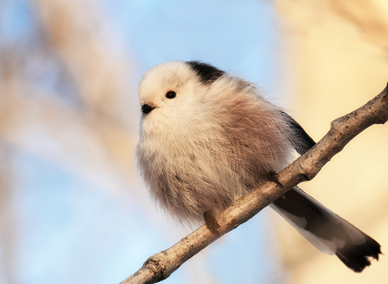 Одуванчик. / Длиннохвостая синица - ополовник.