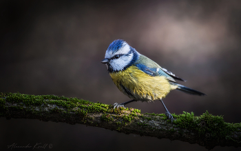 Мокрая / После густого ночного тумана лес полон влаги, на голых ветках висят мириады капель воды. В таких условиях лесные птицы, беспрестанно занимающиеся поиском пропитания, нещадно мокнут. Вот и попозировавшую мне лазоревку постигла та же участь.