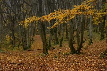 Утро в лесу / Осень