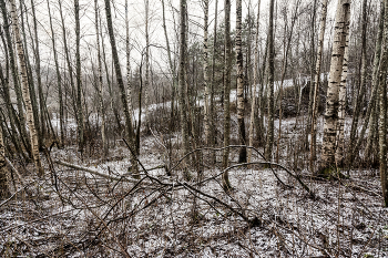 Жизнь вокруг / ***