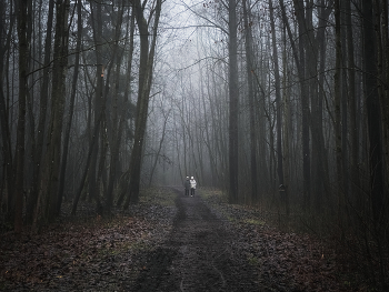 Ноябрь в декабре. / Туманный полдень в Приоратском парке. Гатчина.