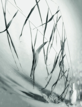 Блики. / Натюрморт.