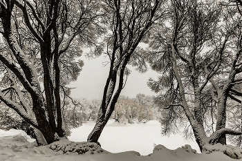 Зимняя фотоГрафика. / Главный Ботанический Сад им. Н.В. Цицина.